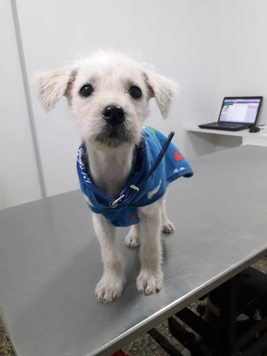 Cachorro blanco con abrigo azul, parado en la camilla del consultorio