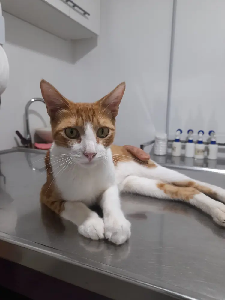 Gato naranja y blanco echado en la camilla del consultorio