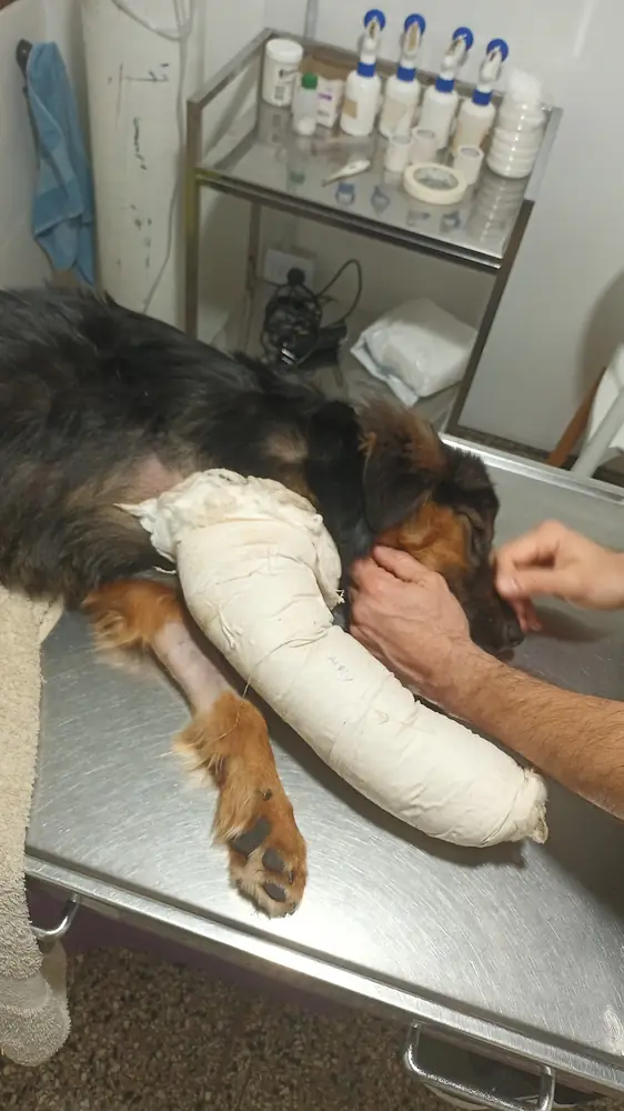 Perro con la pata enyesada sobre la camilla, mientras lo atienden