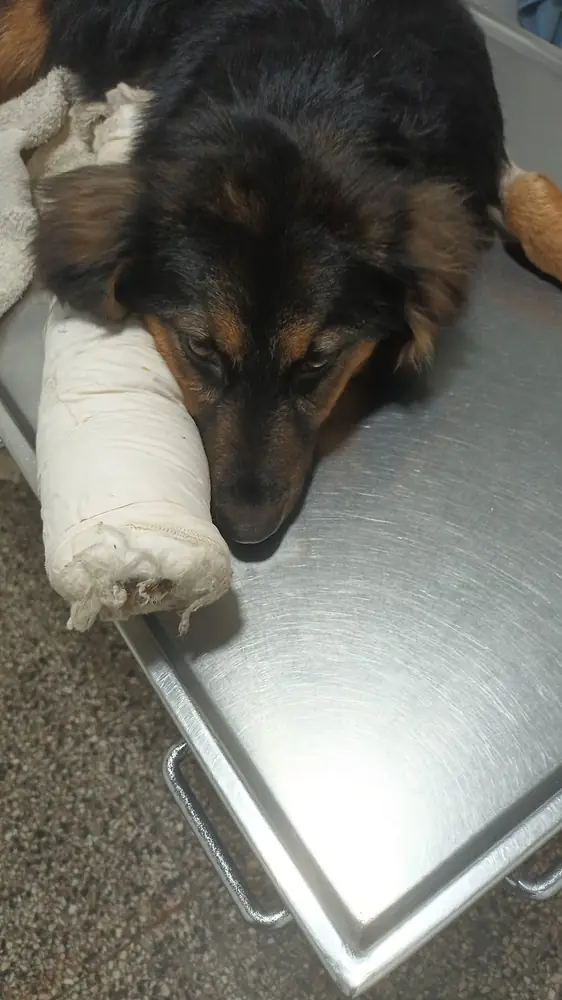 Perro con una pata enyesada, descansando sobre la camilla