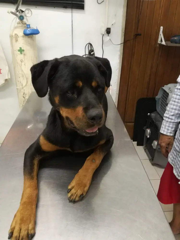 Rottweiler tranquilo sobre la camilla